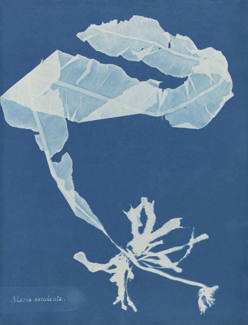 Anna Atkins (1799-1871)Alaria esculenta, from Part XII of Photographs of British Algae: Cyanotype Im