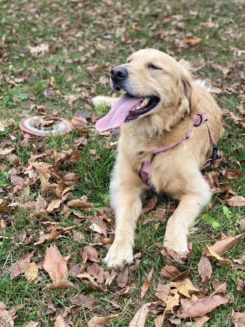 golden-retriever-overload
