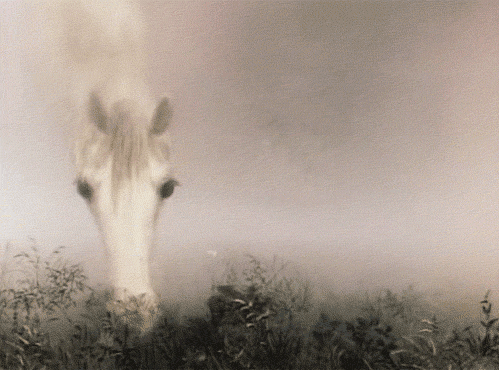 howdoigetback:“Hedgehog in the Fog” dir. Yuriy Norshteyn, 1975“In the evenings, the little Hedgehog 