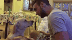 gifsboom:  Video: Guilty Dog Desperately Begs for Forgiveness 