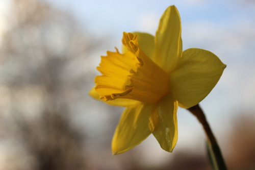 Flowers can brighten even the dullest of days.