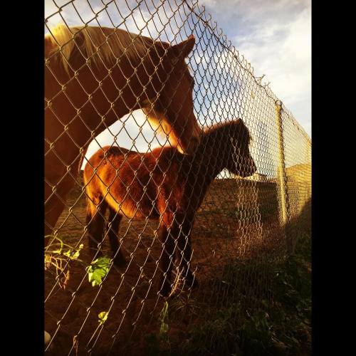 XXX #horses #eastcounty #beautiful #moemeatproductions photo