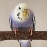 cherrybudgie:Milo listened to you carefully and nodded. He agreed with you. More millet was needed as soon as possible. 