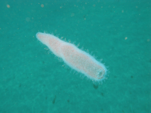 astronomy-to-zoology: Pyrosoma atlanticum …is a species of pelagic colonial tunicate found in