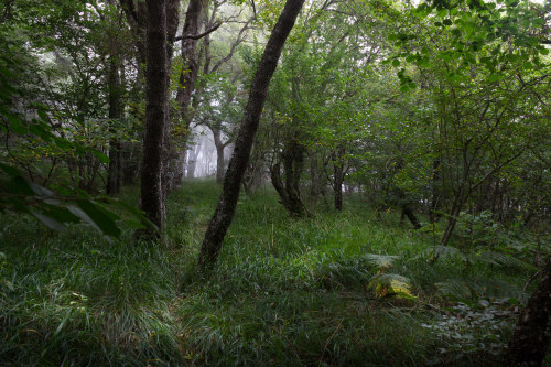 bosque en niebla by jacinto canales