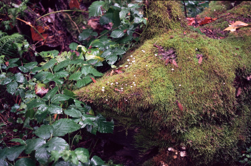 newjackcole:  Places where mushrooms live(Kodak Retina IIIc, Kodak Ektar 100)