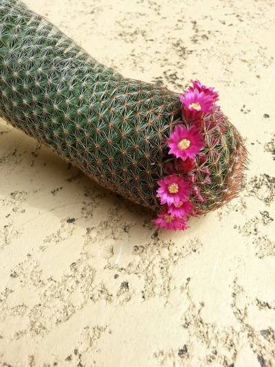 thechubbynerd: dali-baby:   my cactus has had slouching issues for years but look it grew a flower c