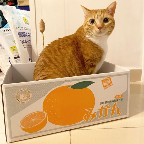 mykittylittleb:Orange (cat) delivery #catwww.instagram.com/p/B7Vh3yuB57r/?igshid=1gucovdryoe