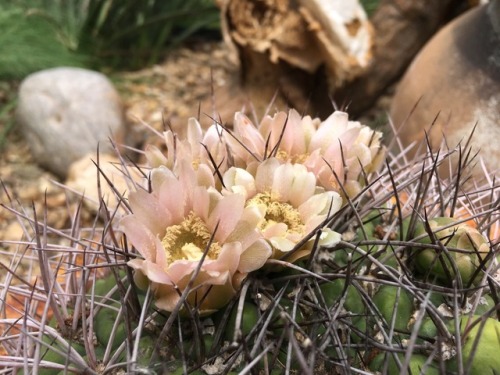 cactguy: Gymnocalycium saglionis / Giant chin cactus take three