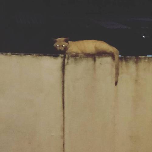 chromium7sky:When that cat stares back at cha… #cat #goosebump #eerie #shiningeyes #neko #silenthill