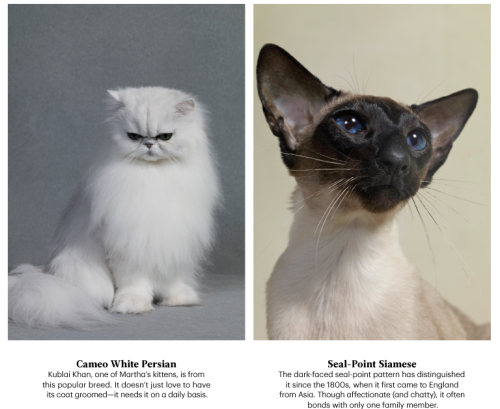 spa-ta-kers:is nobody going to talk about the blue persian or