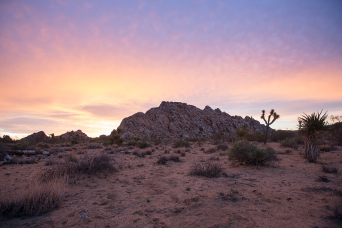 Joshua Tree National ParkWe backpacked during sunset and found a lovely spot to set-up camp. The fol