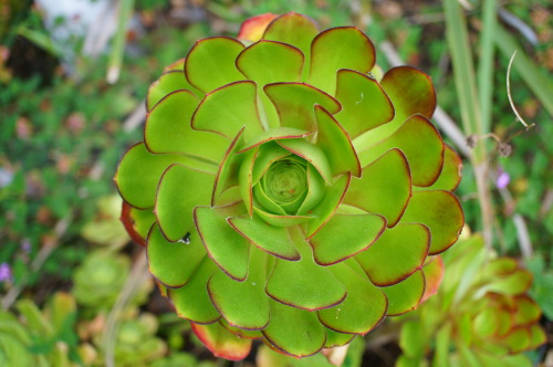 Sex flora-file:  Aeoniums (by flora-file)  pictures