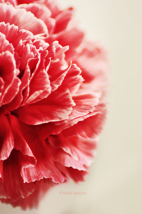 drxgonfly: red carnation (by Linda Ansone)