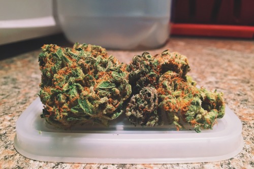 olegzharsky:  Weed game always on fleek