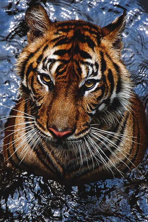 worldfam0us:  Tiger Sumatra Face | WF