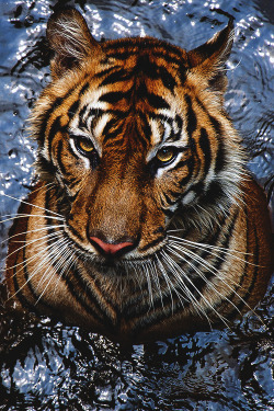Worldfam0Us:  Tiger Sumatra Face | Wf