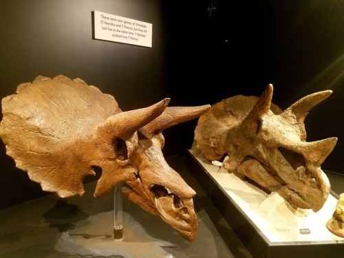 roosaurusrin:Ceratopsians of Bozeman’s Museum of the Rockies. The pictures include a growth series, 