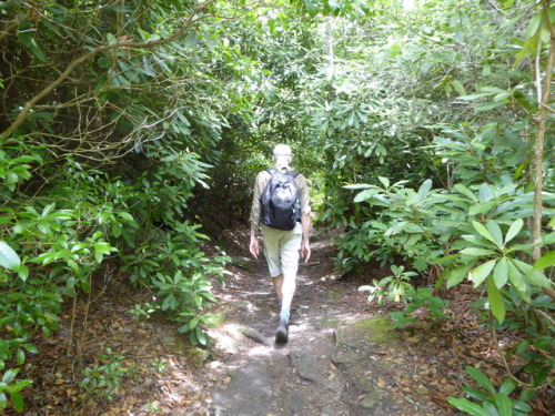 Appalachia - Blue Ridge Parkway - rhododendrum forest