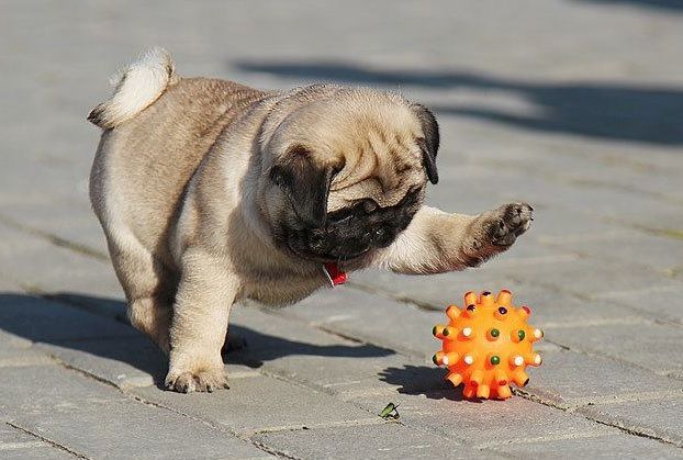 I’ve been awful at updating lately, sorry! I’m going to try to be better and just queued up a ton of adorable pug pics you guys sent me! Send more and I’ll keep queuing ‘em up :)