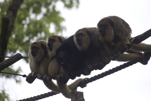 Howler Monkey (by Missud)