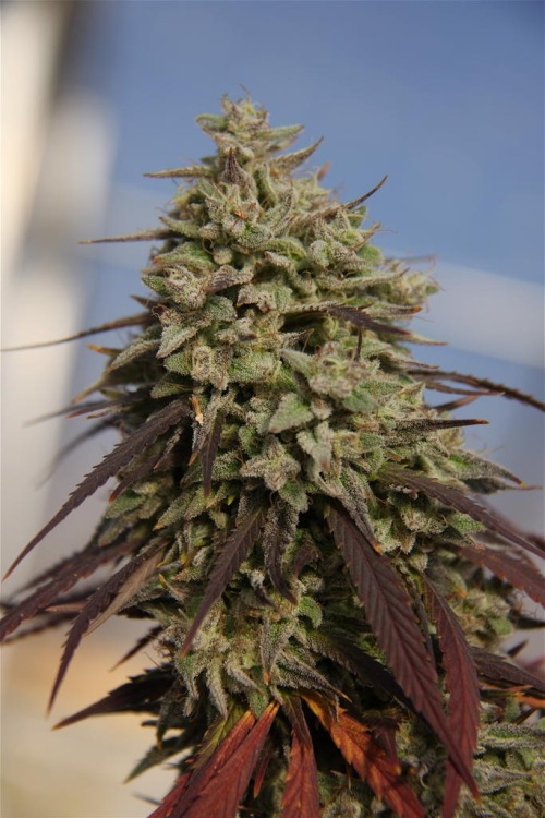 weed-420-love: …SMOKE EM IF YOU GOT EM… AND SHARE