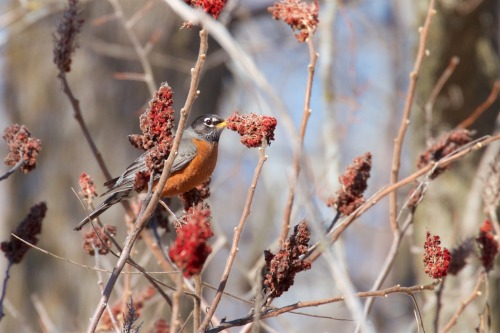 julesofnature:“Does the robin sing because the cold of winter is leaving or because the warmth