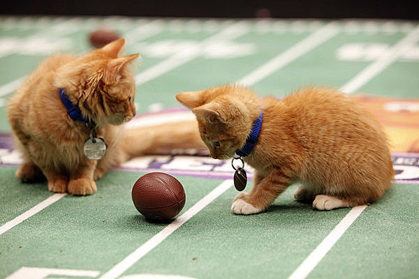 phototoartguy:  Meow: It’s the inaugural Kitten Bowl Marc Lemoine / Crown Media