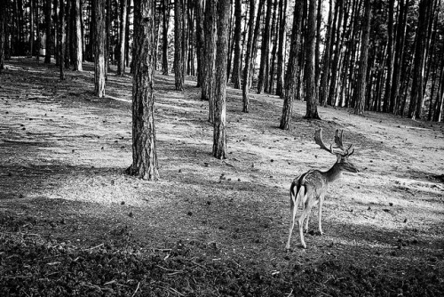 En forêt by p1r0 (Ludovico Poggioli) on Flickr.