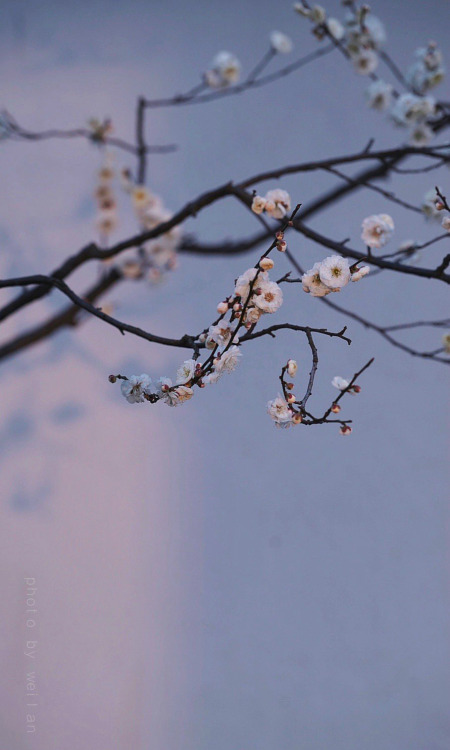 plum blossoms by 微风吹淡的蓝