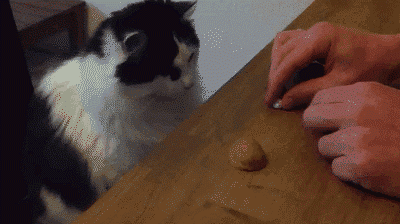 katiecake95:  This cat…Katie Cake