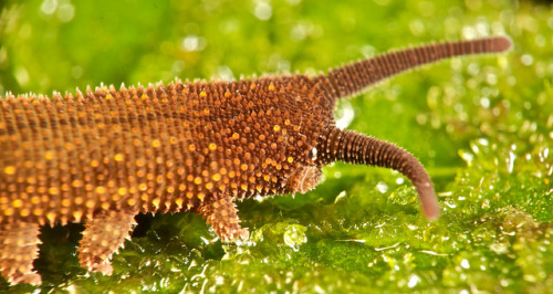 Velvet worm (Peripatus sp.) by pbertner on Flickr.PHYLUM: ARTHROPODA CLASE: ONYCHOPHORA ORDEN: ONYCH