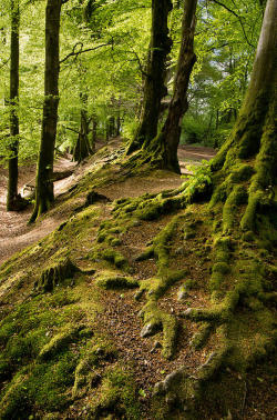 mistymorningme:  Woodbury Castle Woods Photograph