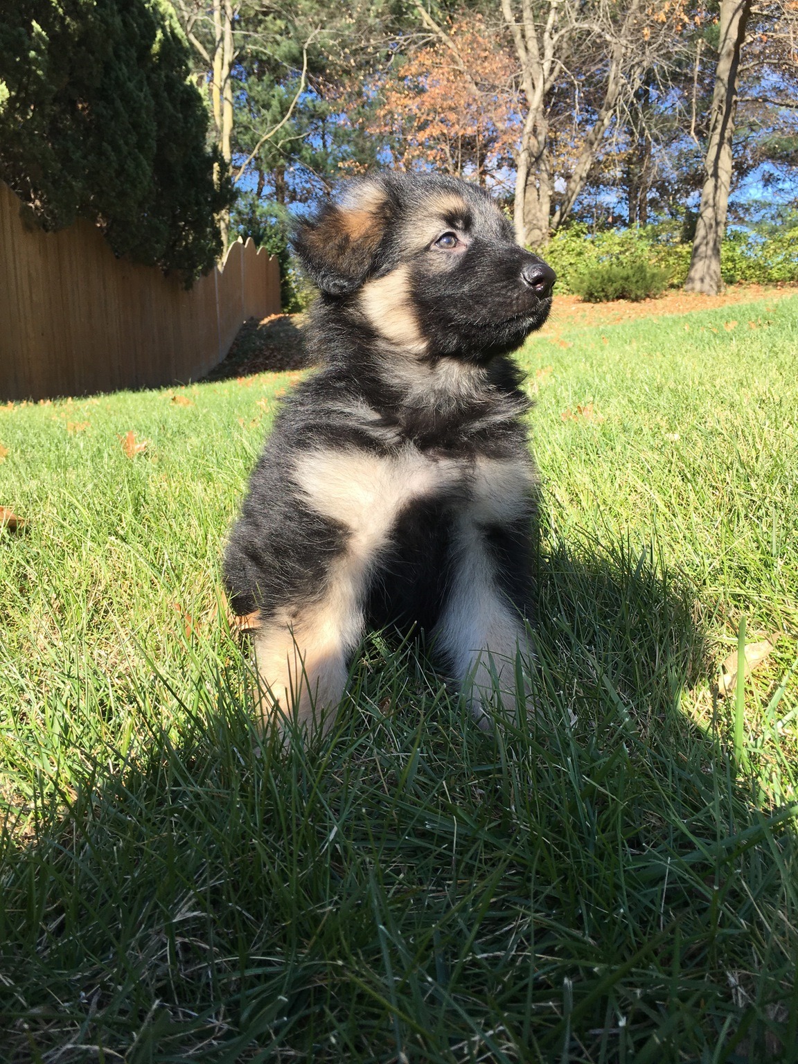 Puppies to the Rescue!