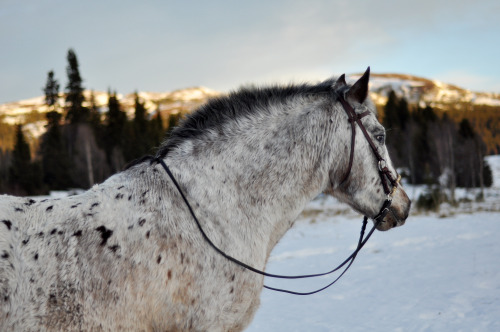 appaloosa