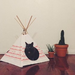 Cat Tipi