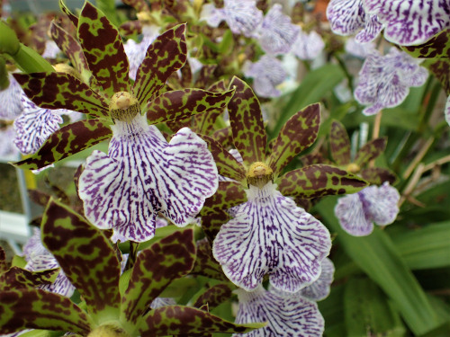 orchid-a-day:Zygopetalum maculatumSyn.: Zygopetalum mackayi; Eulophia mackaiana; Zygopetalum mackayi