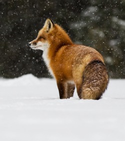 Beautiful-Wildlife:  Fox In Late Afternoon Snow By Steven Rose 