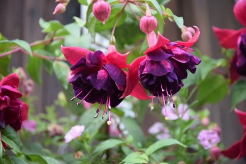 selection of different varieties of Pink, Purple &amp; Blue Fuchsia Flowers