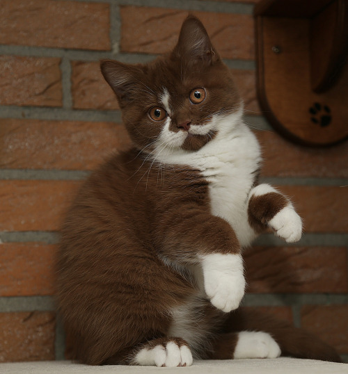 littlearchitect:krismichelle429:I have never before seen such a brown kitty.whoa I just like gasped?