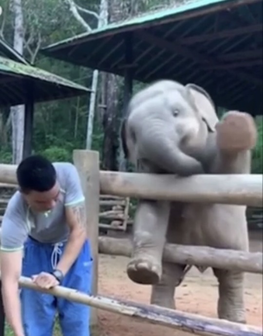 owlinadayswork:  imonlyadumpling:  blue-eyed-thing:   alwaysabeautifullife:  cloudfreed:   bibleforboys:   grumpy-soul:  This is the cutest thing I have ever seen   this is a lot   that baby/young elephant is so cute I love animals      Don’t ignore