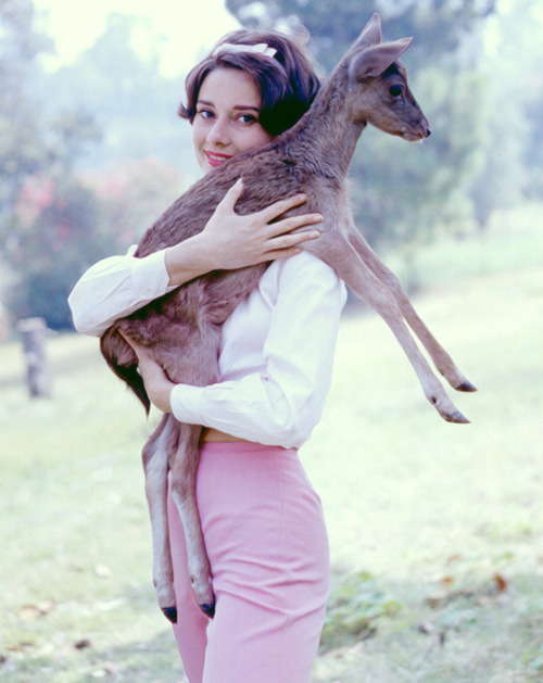 deforest:Audrey Hepburn and her pet fawn “Ip” photographed by Bob Willoughby during the filming of Green Mansions, 1958