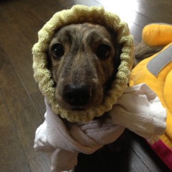 thefluffingtonpost:  PHOTO OP: Cozy Pup Via @0215hana.  Awww