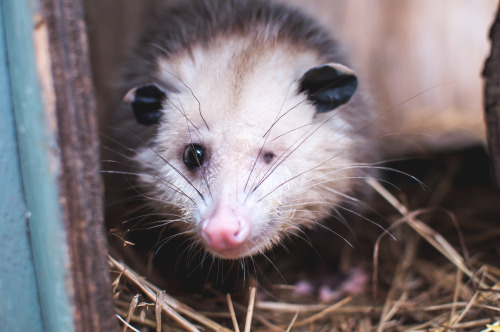 One of our keepers at the rehabilitation center. Such a sweet little one. When I go to clean his hut