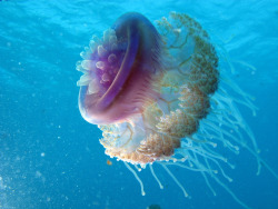 cypherdecypher:Animal of the Day!Cauliflower Jellyfish (Cephea cephea)(Photo by Derek Keats)Conservation Status- UnlistedHabitat- Indo-Pacific OceanSize (Weight/Length)- 60 cm diameterDiet- Zoo-plankton; Small fishCool Facts- The cauliflower jellyfish