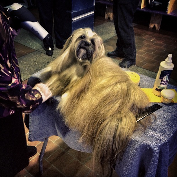 Corbin the Lhasa Apso (Westminster Dog Show, NYC)