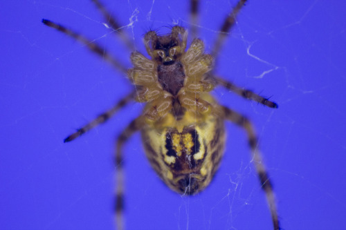 Spider by keaphoto  Guess the Clone troopers helmets visor is inspired by spiders… Who knew?