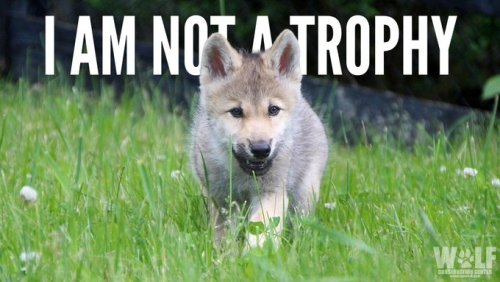 roofrabbit:johnnyslittleanimalblog:  via Wolf Conservation CenterIn 2020 alone, trophy hunters killed over 400 wolves in Idaho. Now they plan to kill over 1000 more, including wolf pups + nursing mothers. Scientists are pushing the Biden administration