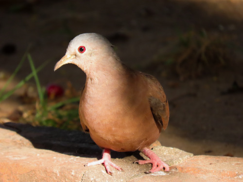 Rolinha-roxa/Ruddy Ground-Dove Columbina talpacoti