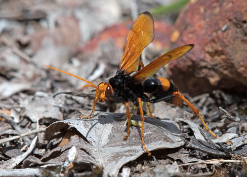 Great orange huntsman wasp (Cryptocheilus fabricolor) near Mount Hallowell in AustraliaJohn Anderson